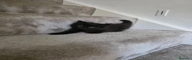 Siberian 2