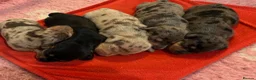 Miniature Dachshund dogs for sale: MINIATURE DACHSHUND PUPPIES - Advert 5