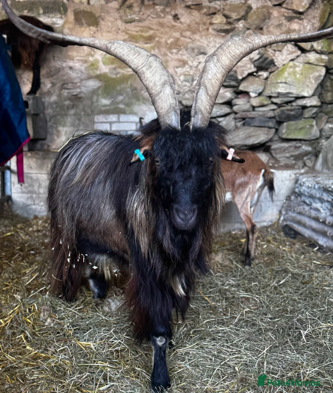 Goats livestock for sale: Exceptional proven old English Billy  - Advert 3