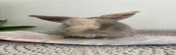 Mini Lop rabbits for sale: Baby Mini Lop's Ready To Leave 6th June in Birmingham - Advert 8