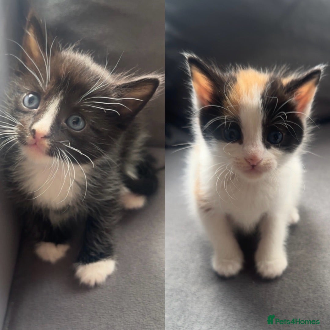 Mixed Breed cats Stunning kittens mix of colours long/short haired  - Advert 20