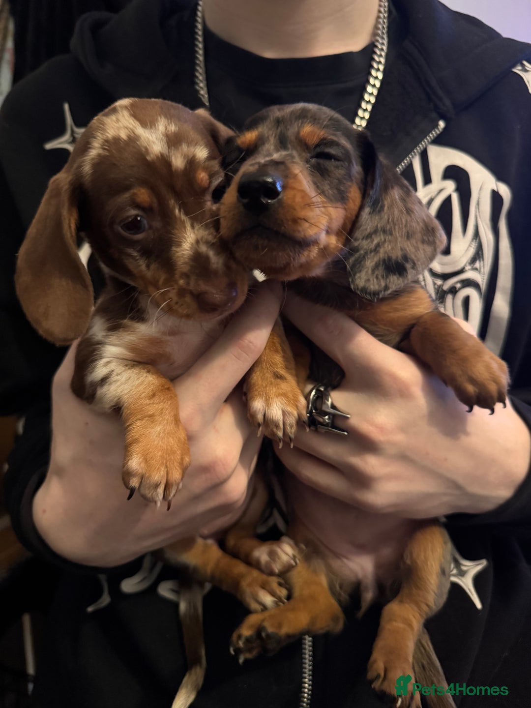 Dachshund dogs for sale: **** Absolutely Stunning Babies **** - Advert 7