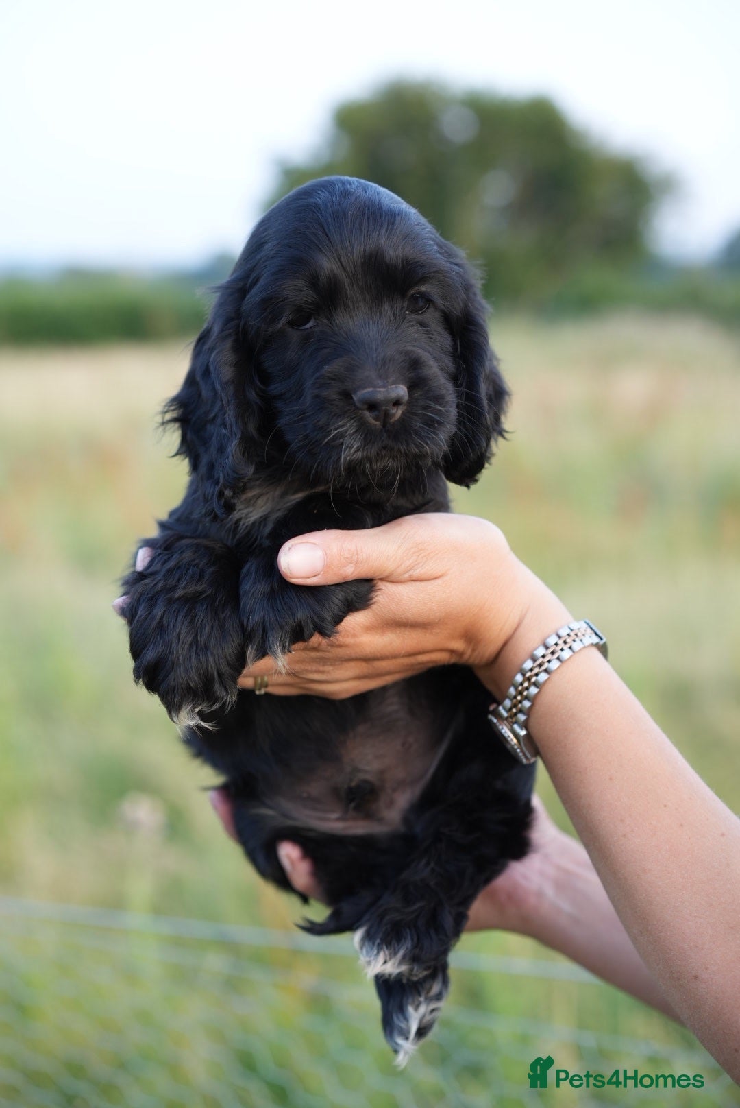 Cocker Spaniel dogs Kc registered & health tested parents  - Advert 2