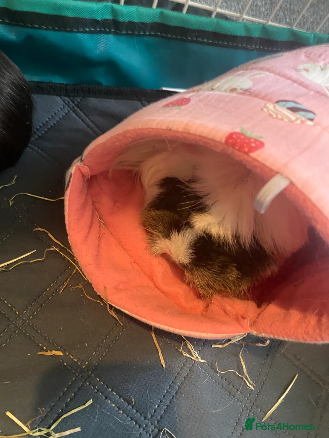 Mixed Breed rodents for sale: Trio of female Guinea pigs  - Advert 6