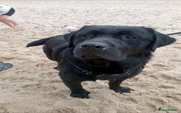 Goldador dogs for sale: 9 Week old Goldador Puppies - ready to go - Advert 14