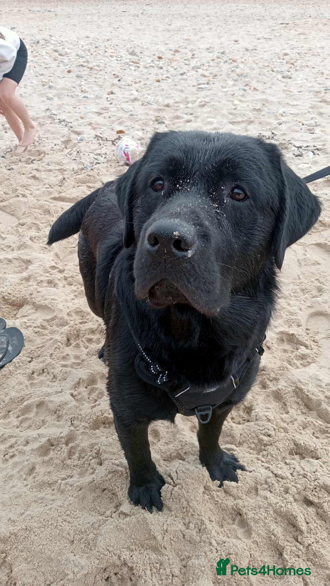 Goldador dogs for sale: 9 Week old Goldador Puppies - ready to go - Advert 14