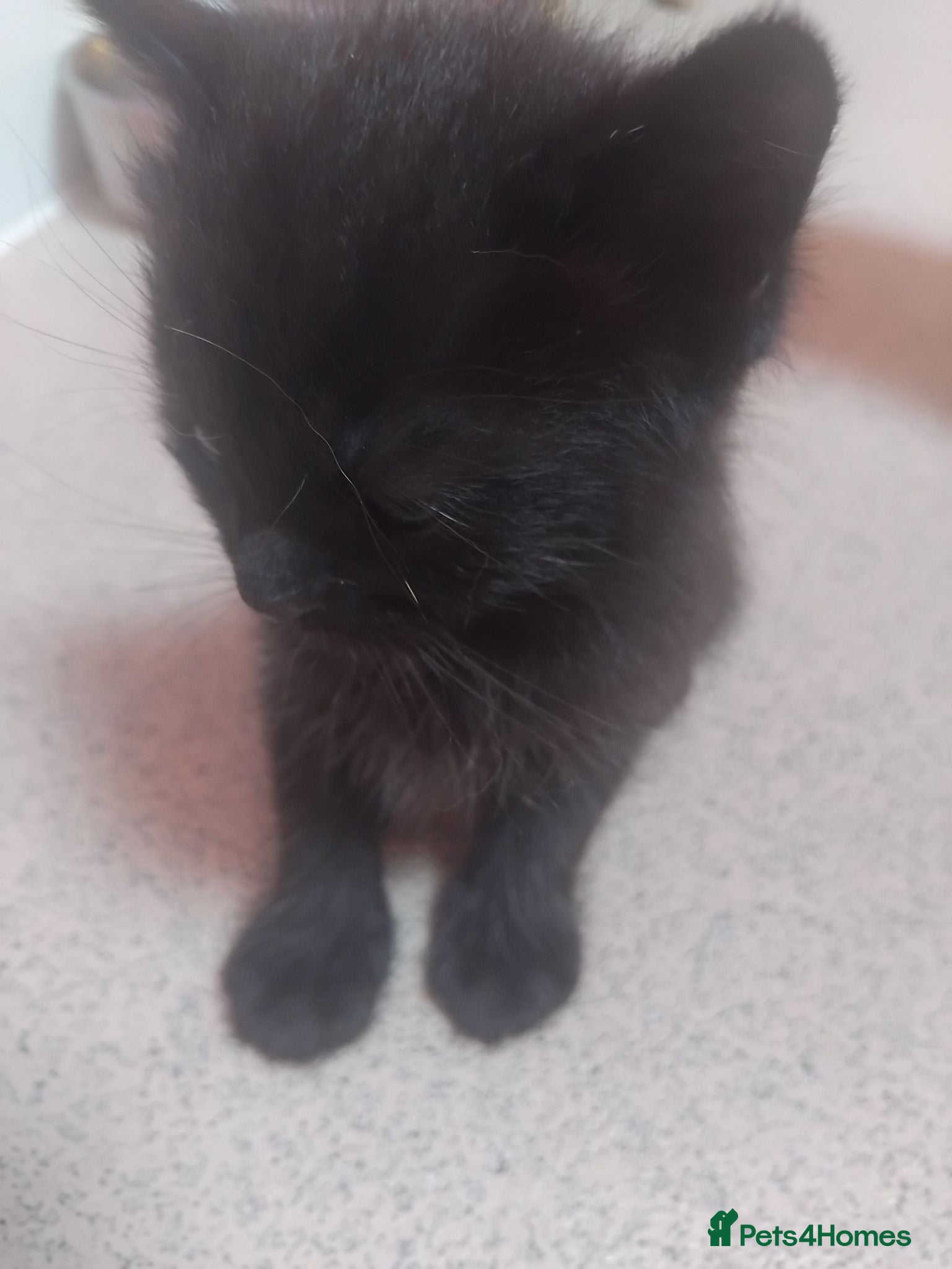 Bengal cats 1 Little Black Bengal X Boy Kitten Available - Advert 6