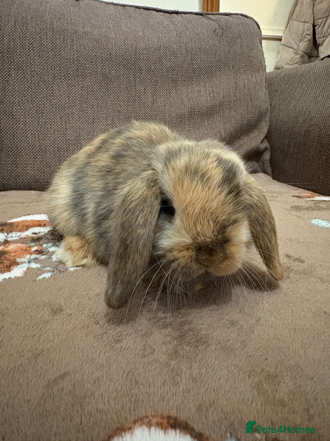 Mini Lop rabbits for sale: Bonded Mini Lop Harlequin Pair. Sold Together Only - Advert 14