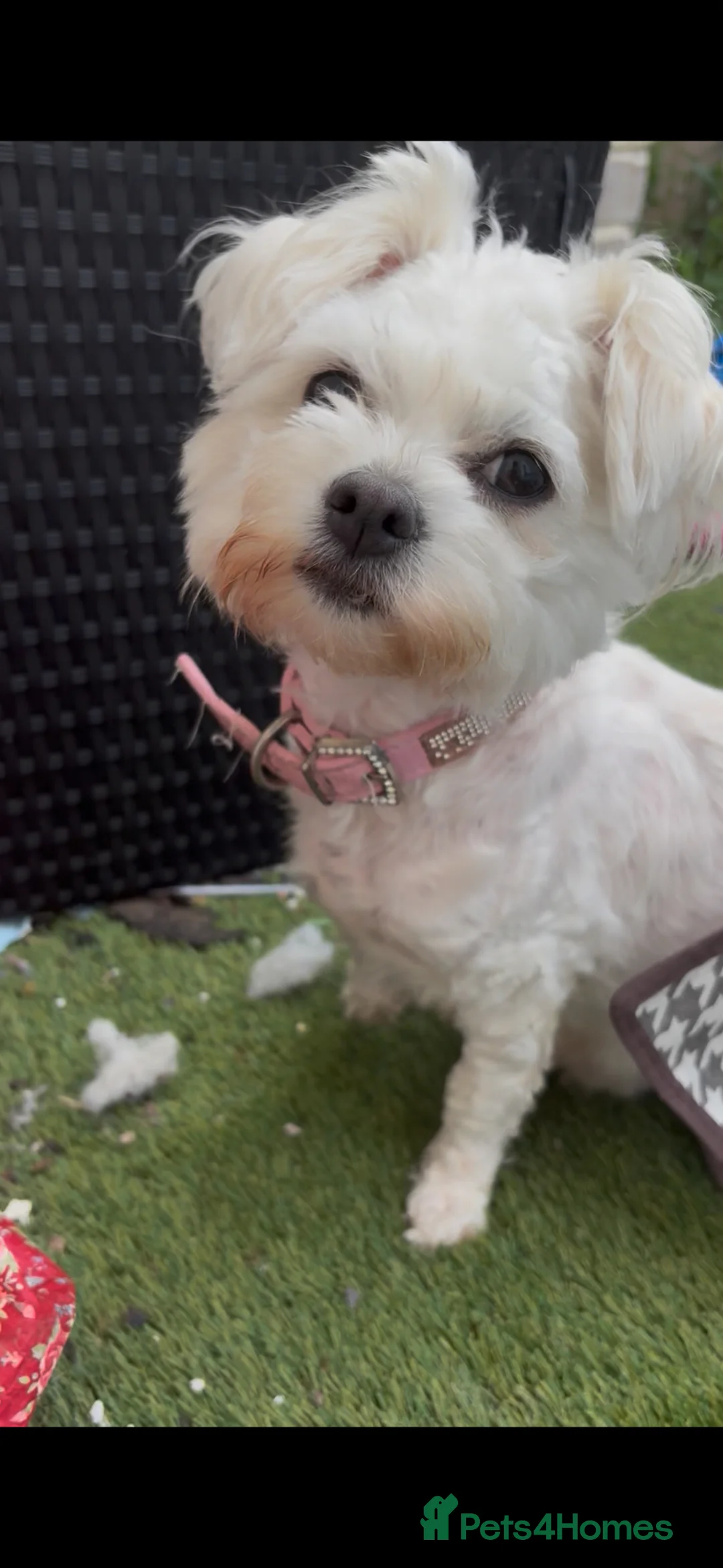 Bichon Frise dogs for sale: Bichon Frise - 1 Male Puppy (8 Weeks) Ready now  in Liverpool - Advert 2