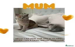 British Shorthair cats for sale: 🐾 Stunning BSH X Scottish Fold Kittens 🐾 - Image 6