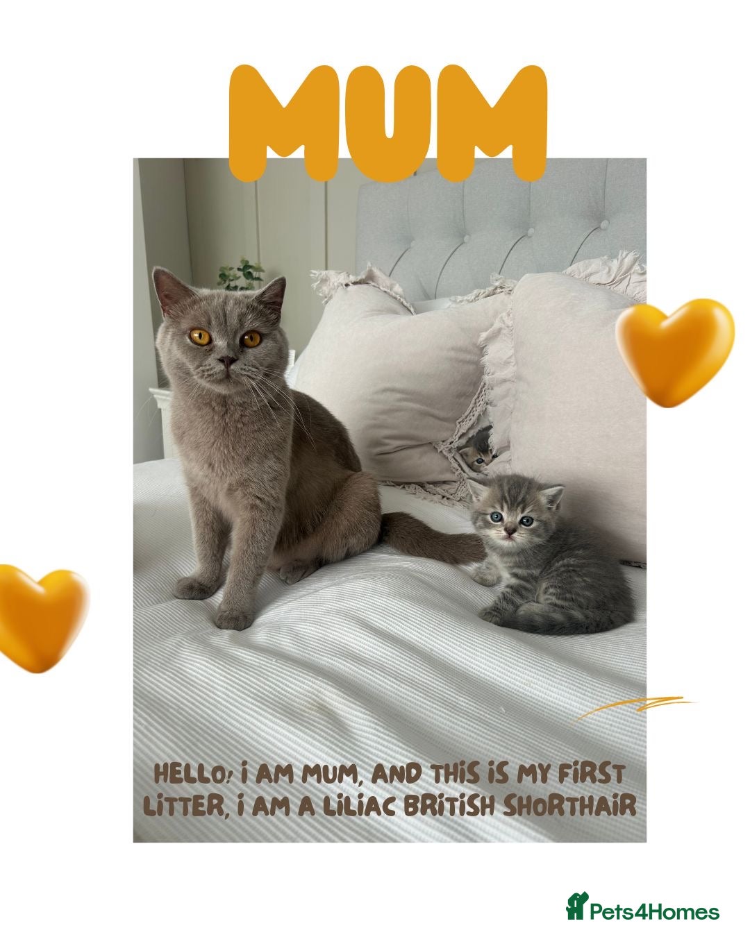 British Shorthair cats for sale: 🐾 Stunning BSH X Scottish Fold Kittens 🐾 - Image 6