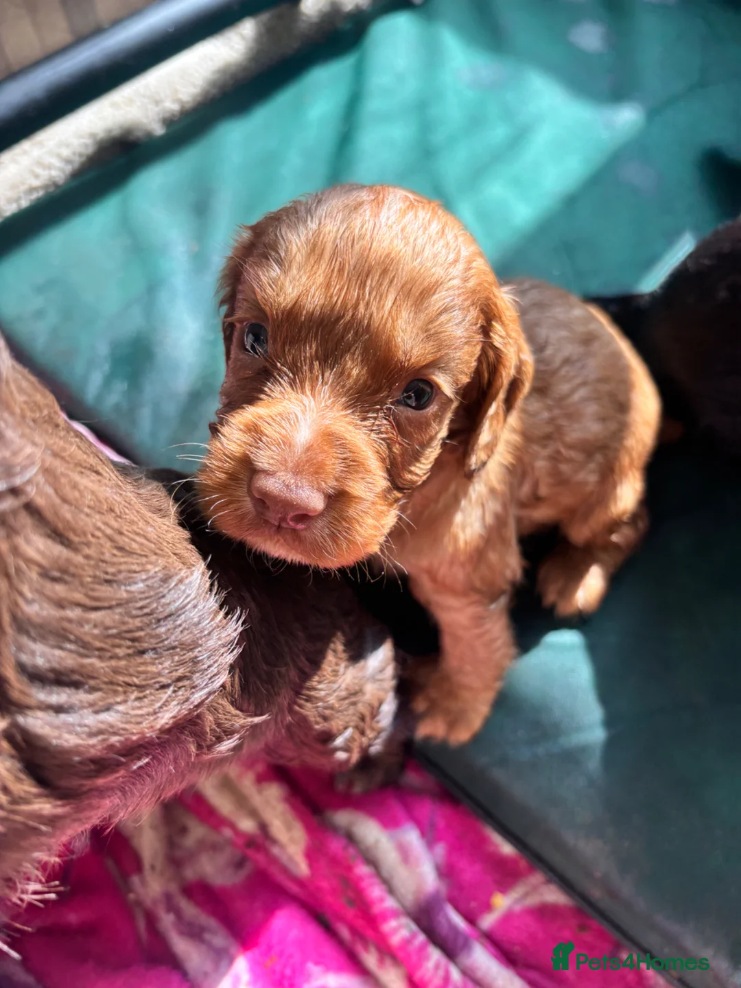 Cocker Spaniel dogs for sale: Cocker spaniel - Advert 4