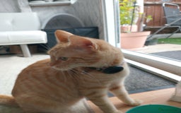 Bengal cats for sale: Ready now Beautiful Bengal kittens  - Image 19