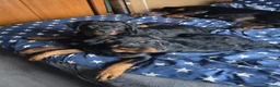 Rottweiler dogs for sale: Puppy girl Nala - Advert 3