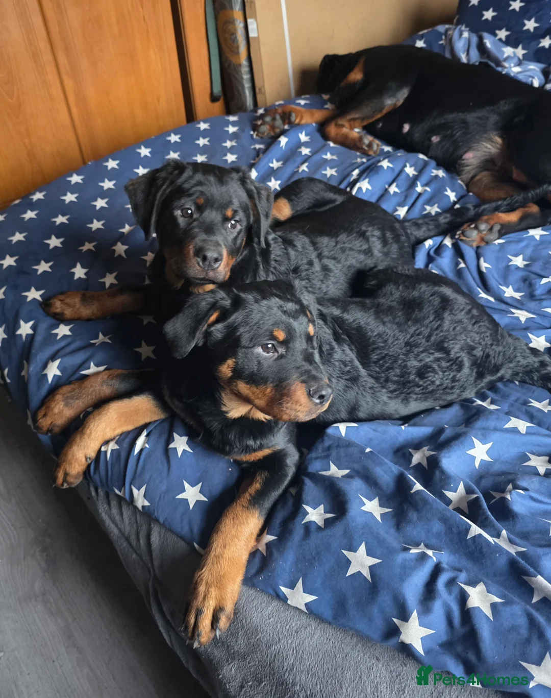 Rottweiler dogs for sale: Puppy girl Nala - Advert 3