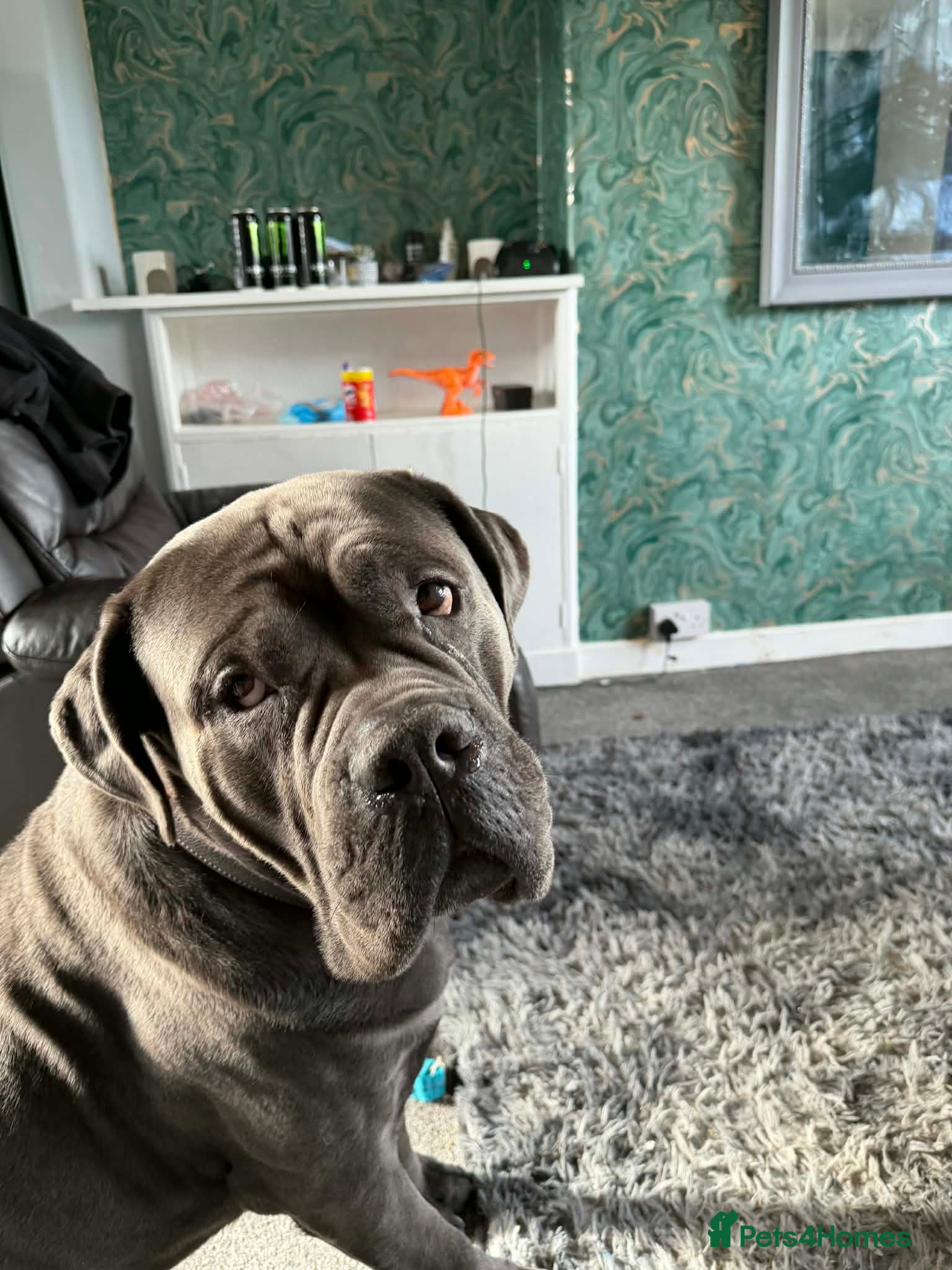 Cane Corso dogs TRIED AND TESTED! Male cane corso for stud - Advert 1