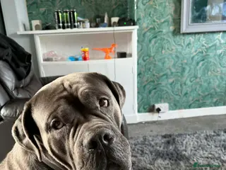 Cane Corso dogs TRIED AND TESTED! Male cane corso for stud - Advert 1