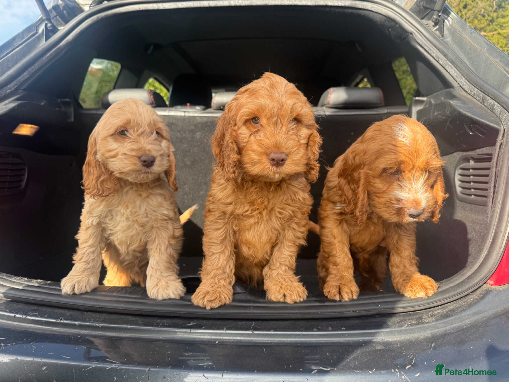 Cockapoo dogs Stunning cockapoos  - Advert 1