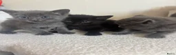 Mixed Breed cats for sale: Have three beautiful kittens for sale  - Advert 4