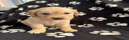 Golden Retriever dogs for sale: Kennel Club Health Tested Golden Retriever Puppies - Advert 26