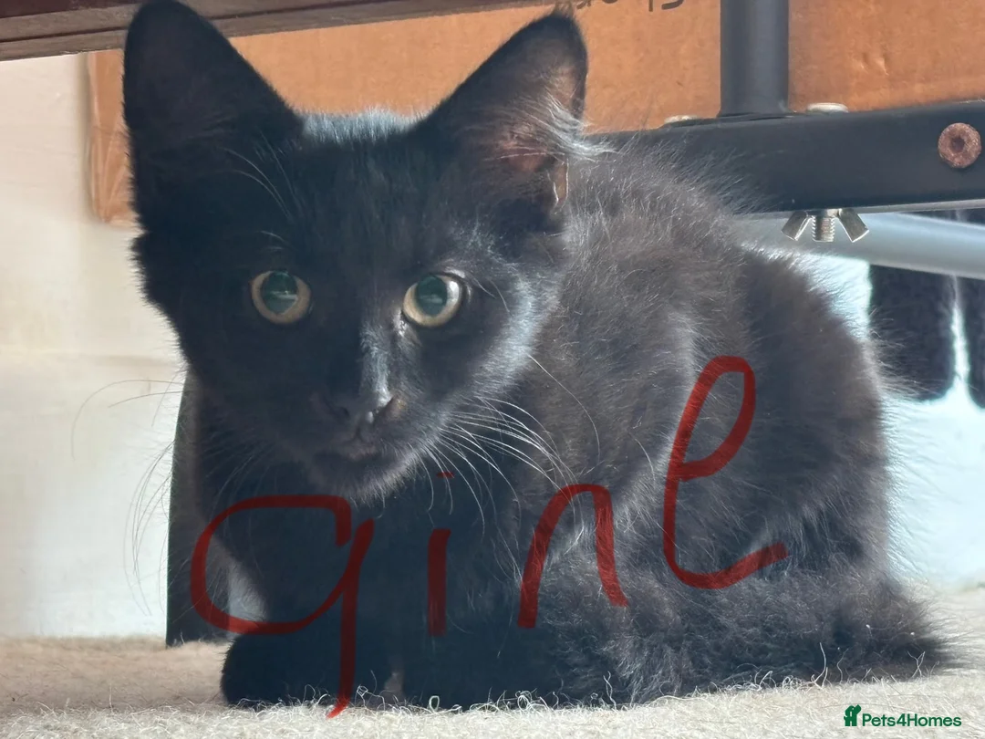 European cats for sale: Kittens for sale  in Coventry - Advert 1