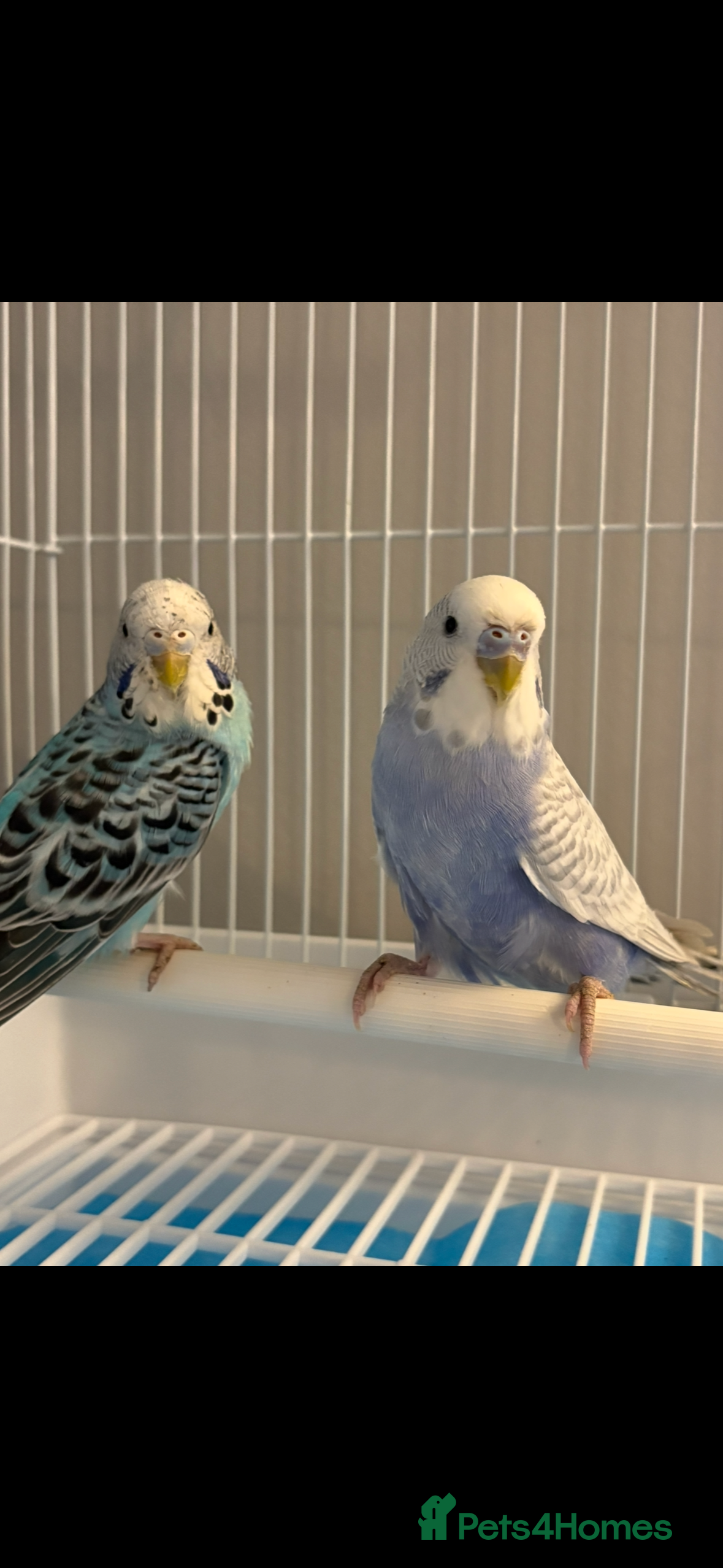 Budgerigars birds 2 budgies for sale together  - Advert 1