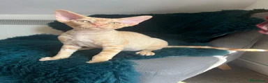 Devon Rex Kitten 5