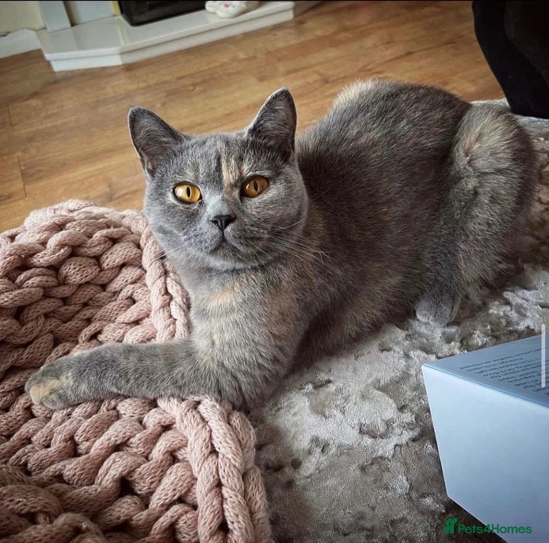 British Shorthair cats for sale: British Shorthair Kitten For Sale Ready Now in Liverpool - Advert 2