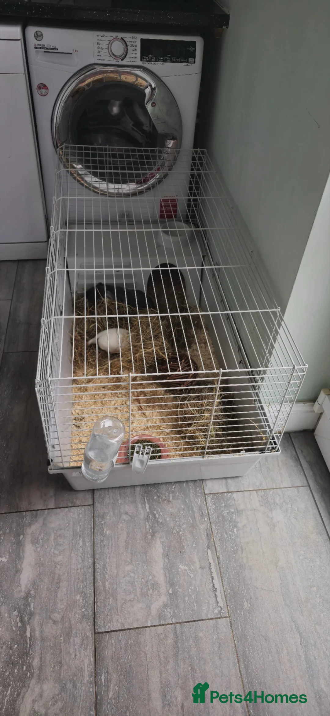 Guinea Pig rodents for sale: Gunea pigs - Advert 4