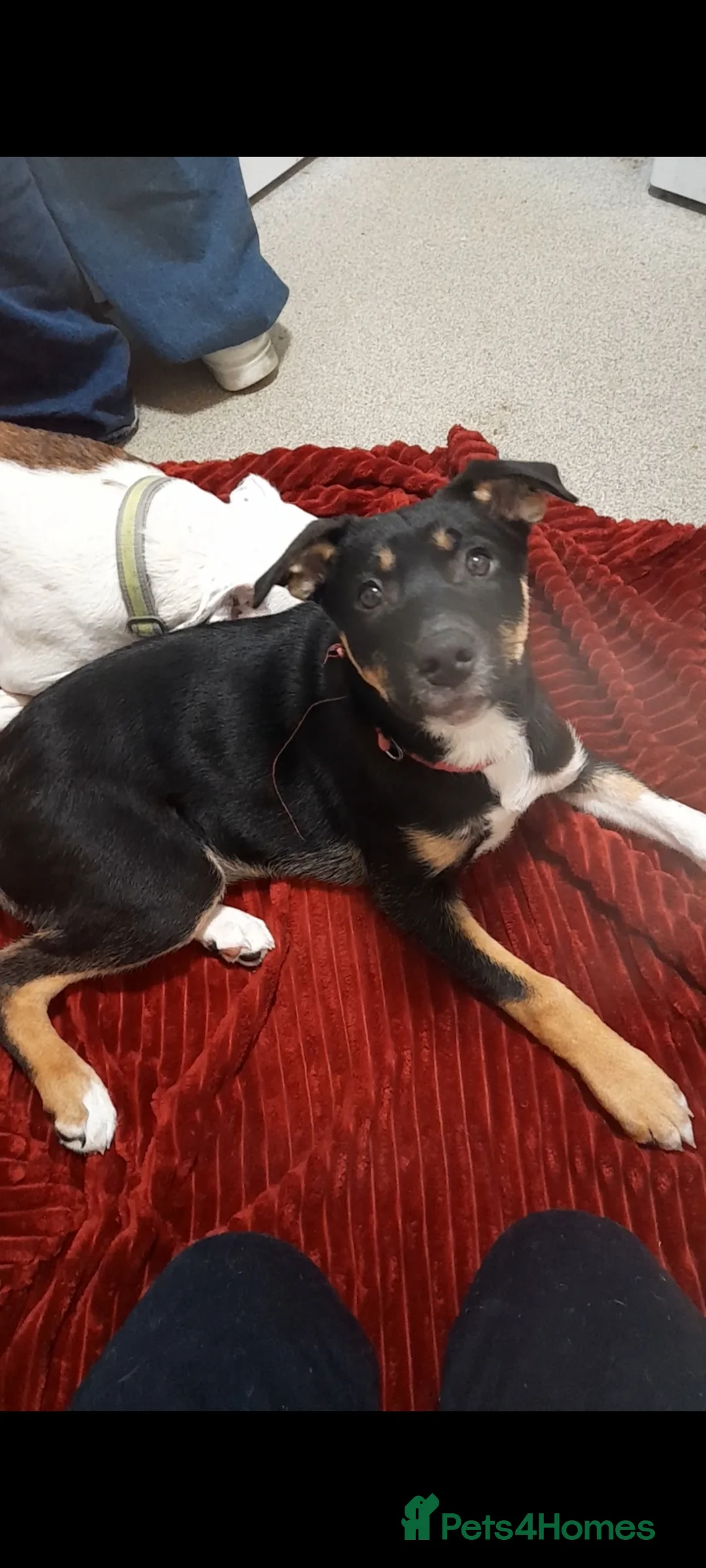 Mixed Breed dogs for sale: Ready Now Beautiful Babie - Advert 16