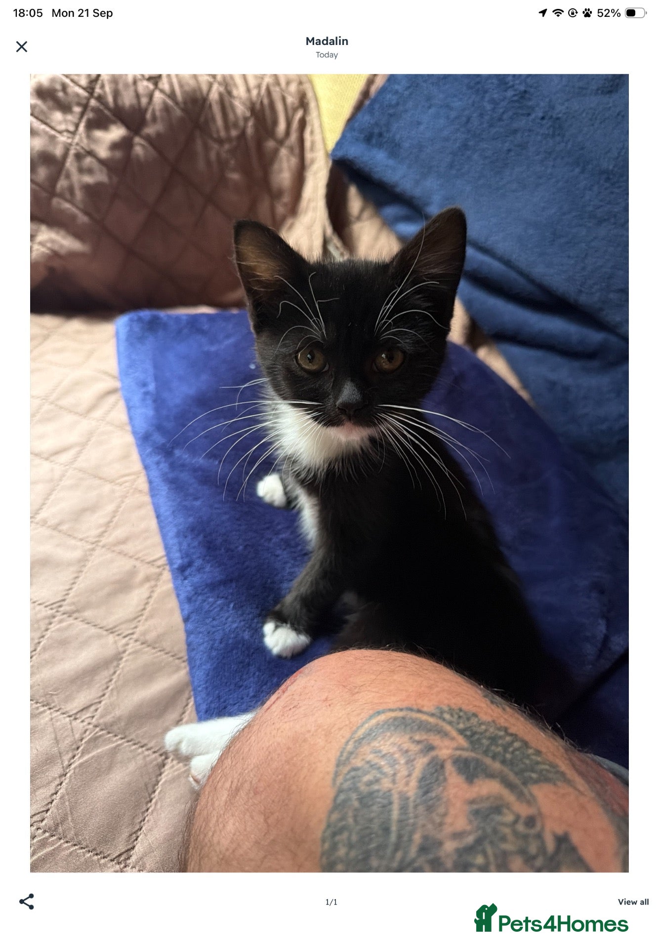 Mixed Breed cats black and white female kitten - Advert 5