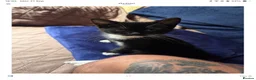 Mixed Breed cats for sale: black and white female kitten in London - Advert 1