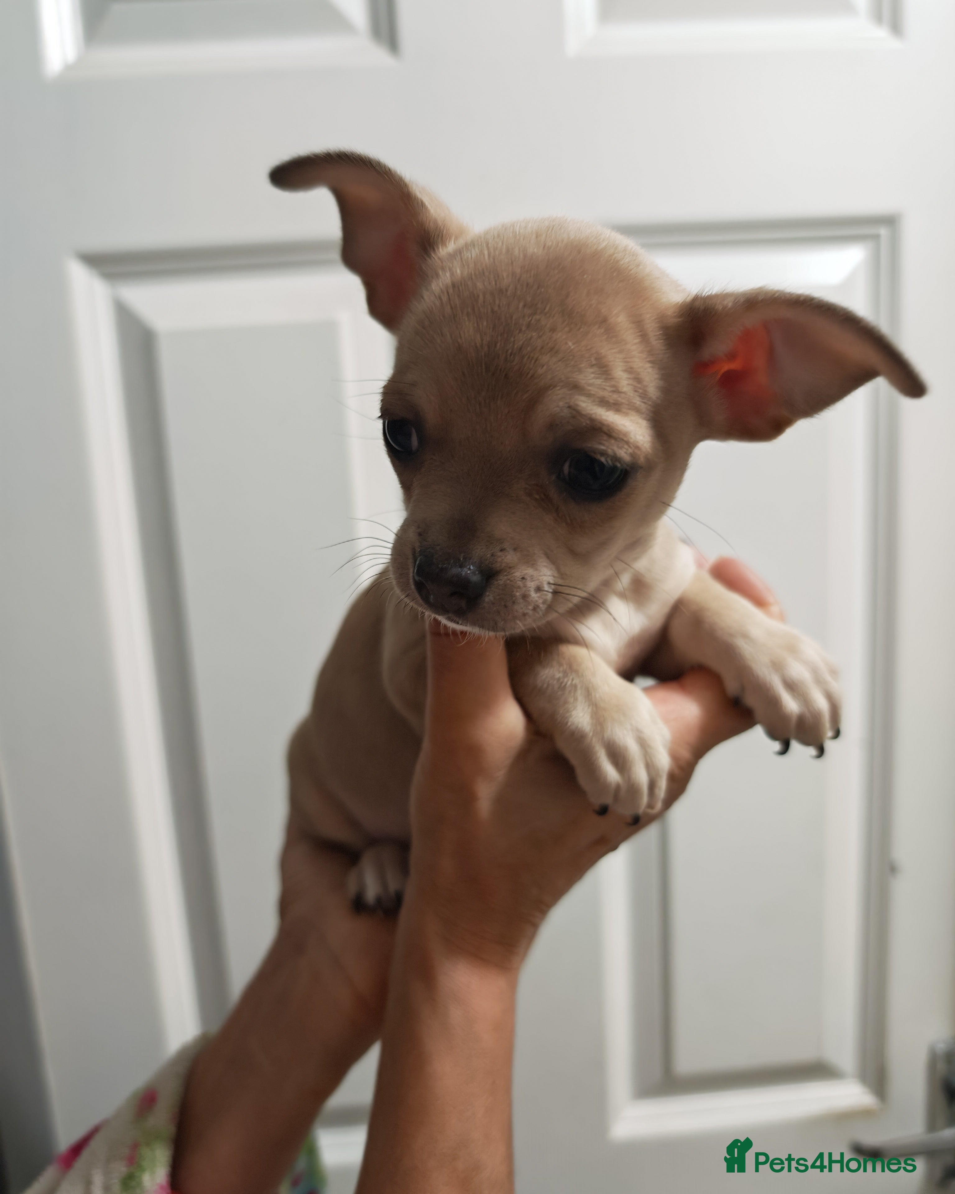 Chihuahua dogs Chihuahua pups - Advert 1