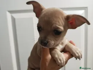 Chihuahua dogs Chihuahua pups - Advert 2