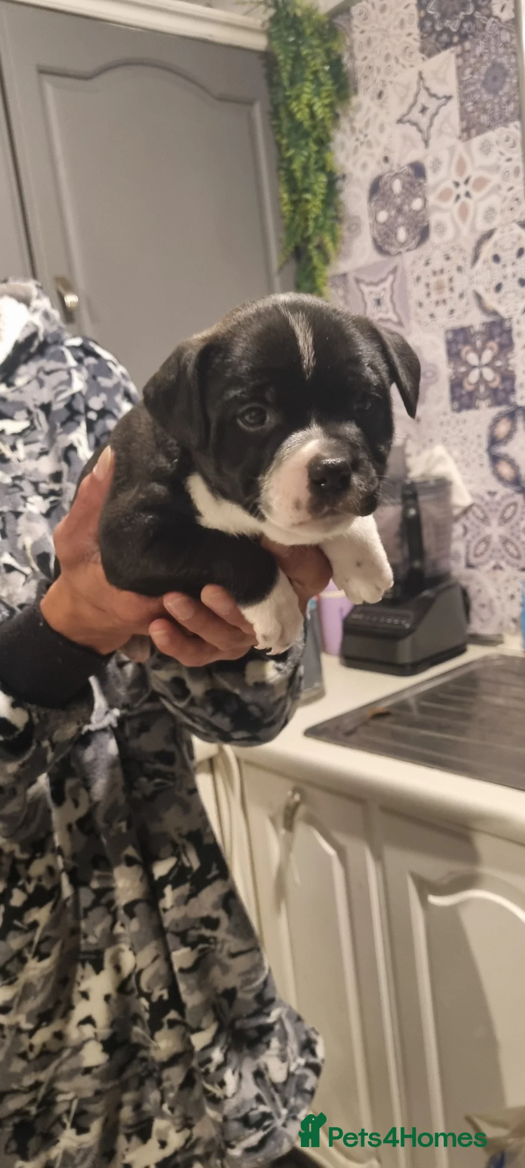 Staffordshire Bull Terrier dogs for sale: Staffordshire Bull Terrier KC Champion Lined - Advert 2
