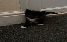 British Shorthair cats for sale: 5 Beautiful Kittens - Image 2