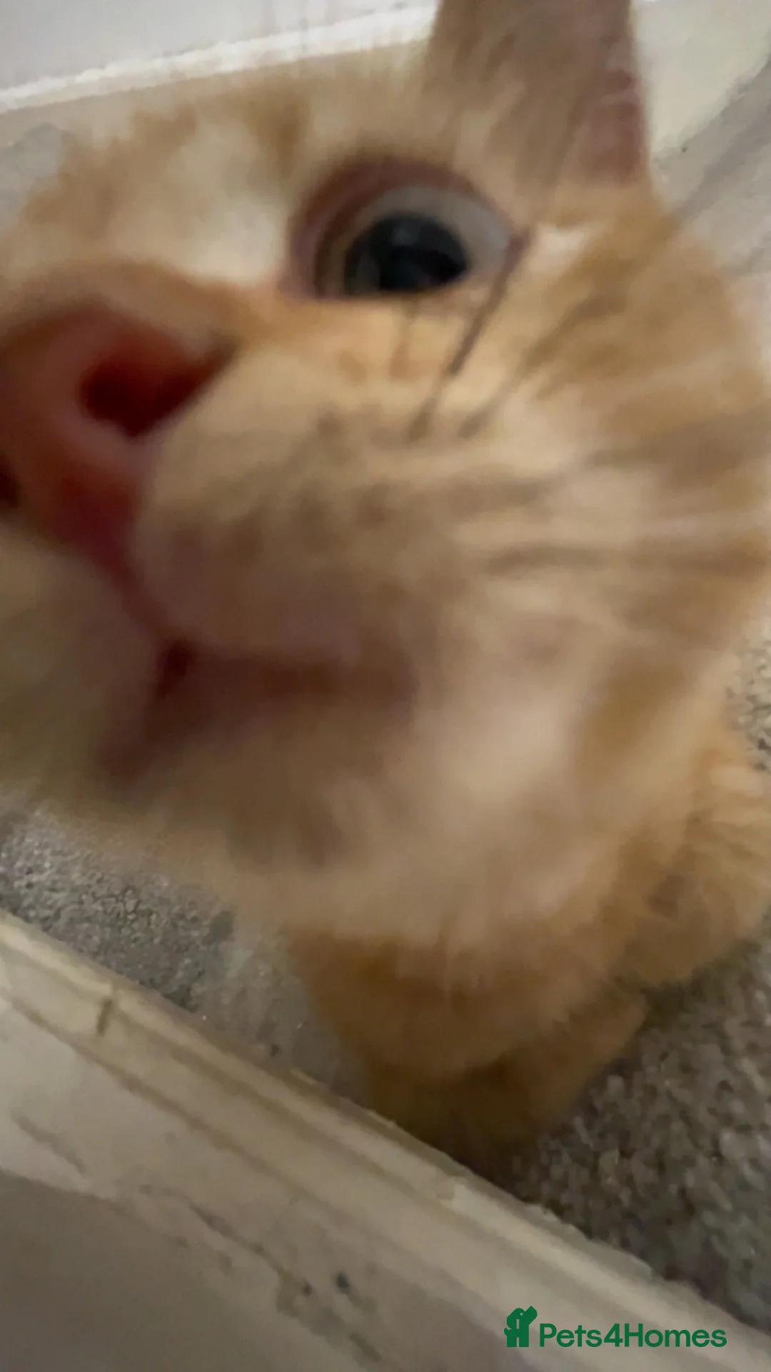 Mixed Breed cats for sale: Playful ginger kitten in Birmingham - Advert 2