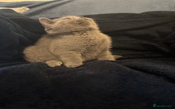 British Shorthair cats for sale: Cutie Female British Short Hair - Image 2