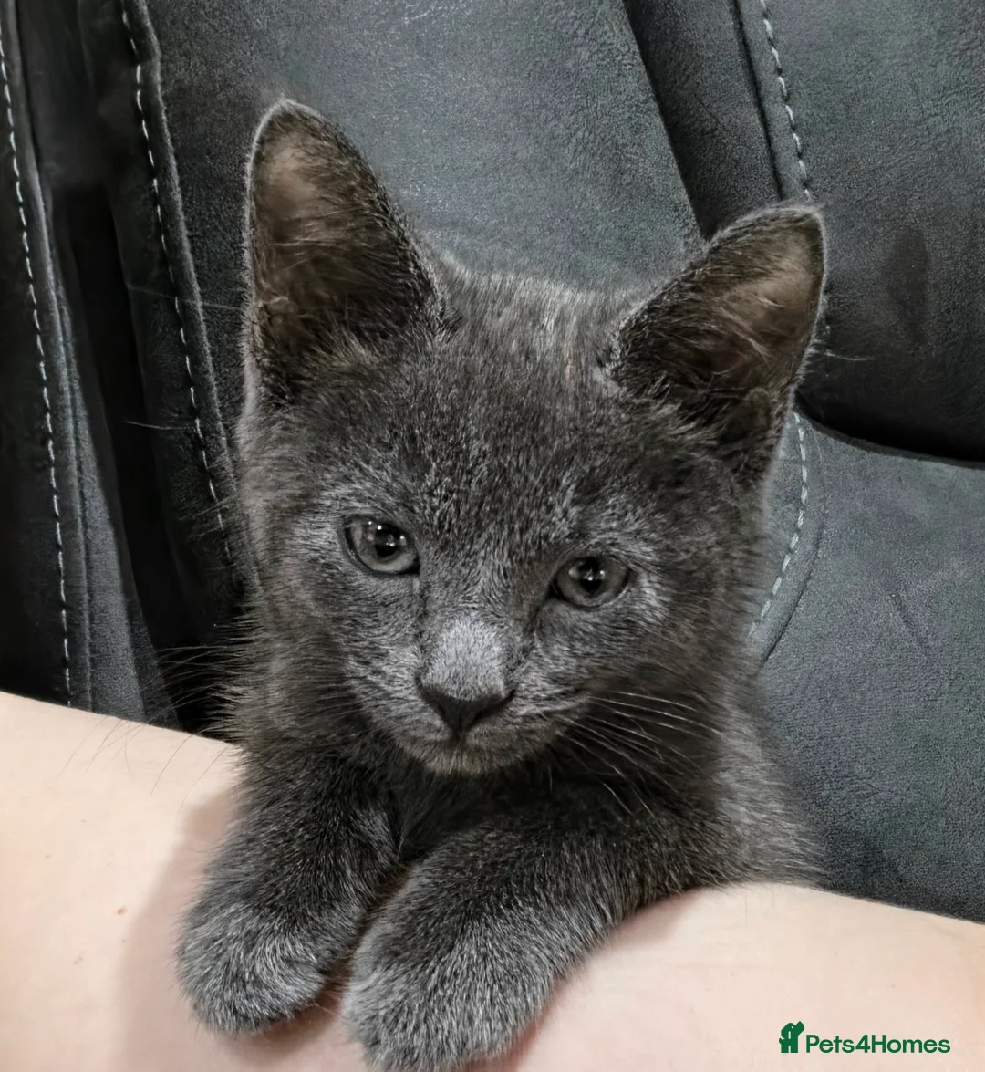 Mixed Breed cats for sale: Half bengal kitten 3 left 2 male one female  - Advert 8