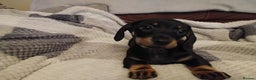 Miniature Dachshund dogs for sale: Miniature dachshund puppies - Advert 37