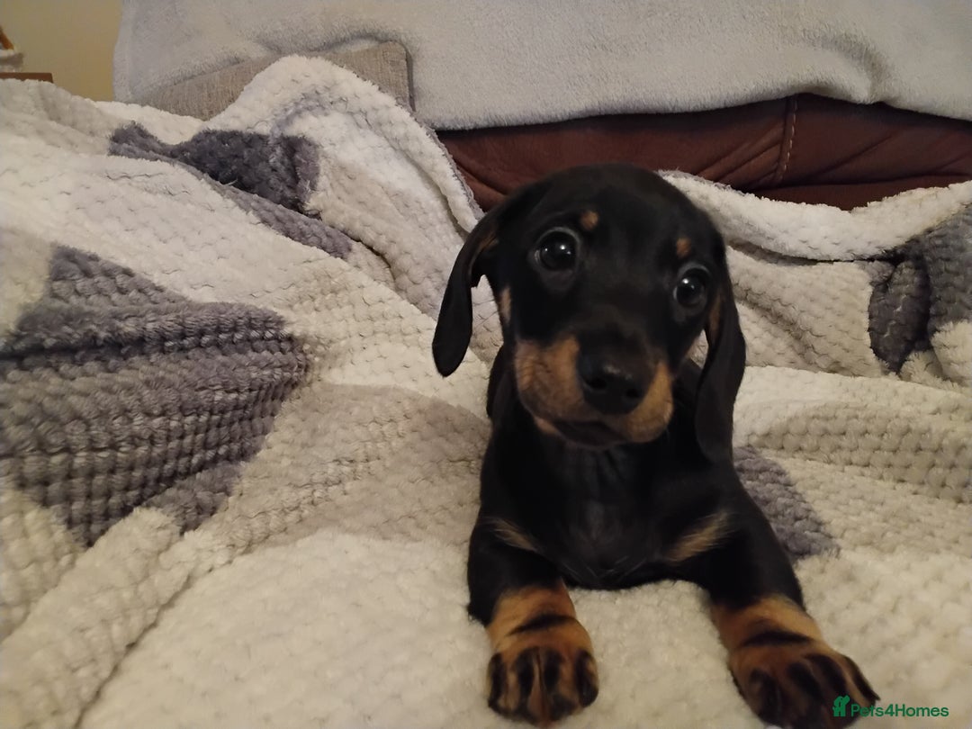 Miniature Dachshund dogs for sale: Miniature dachshund puppies - Advert 37