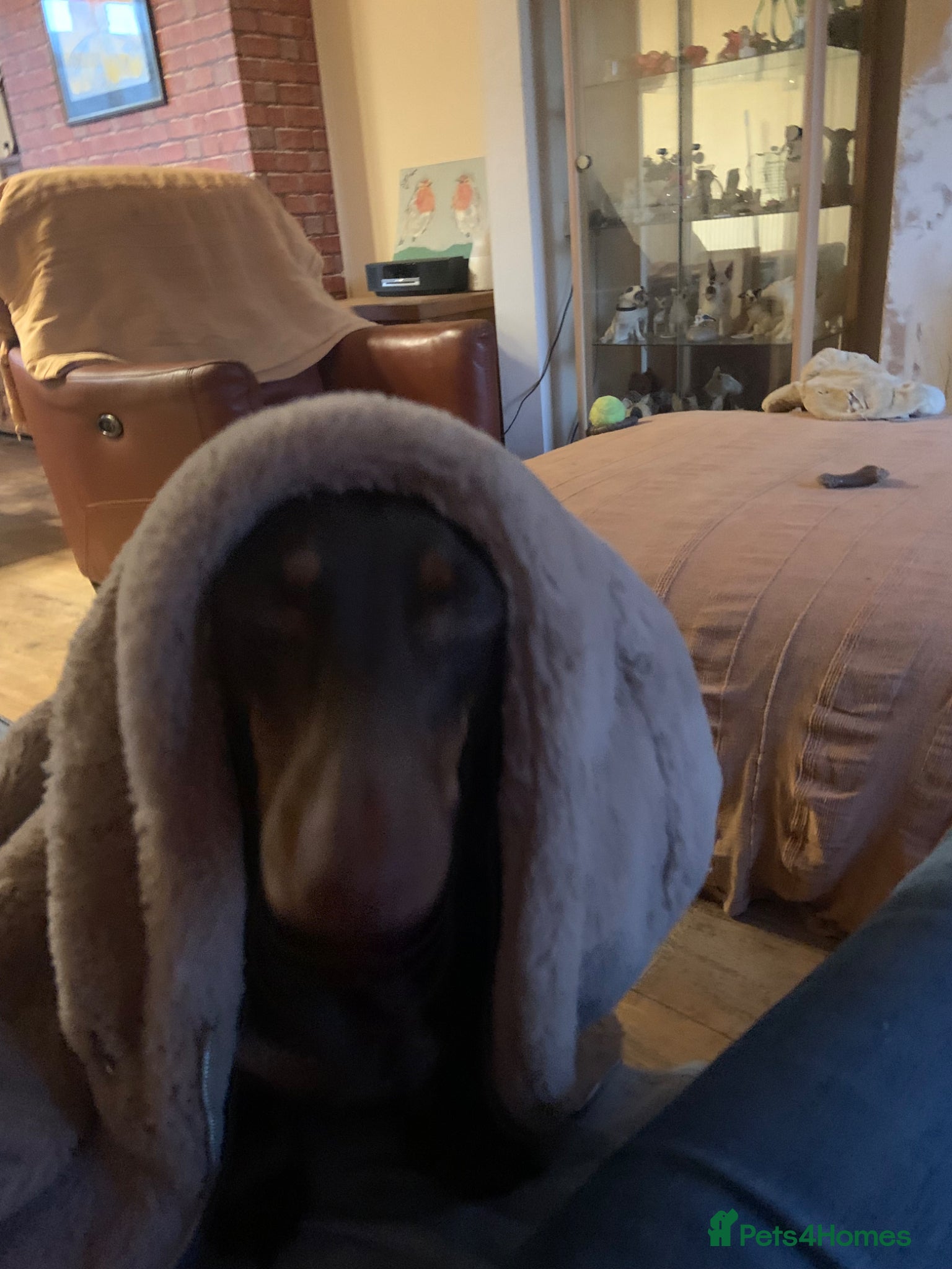 Dachshund dogs They are miniture Isabella' Dachshunds  - Advert 1