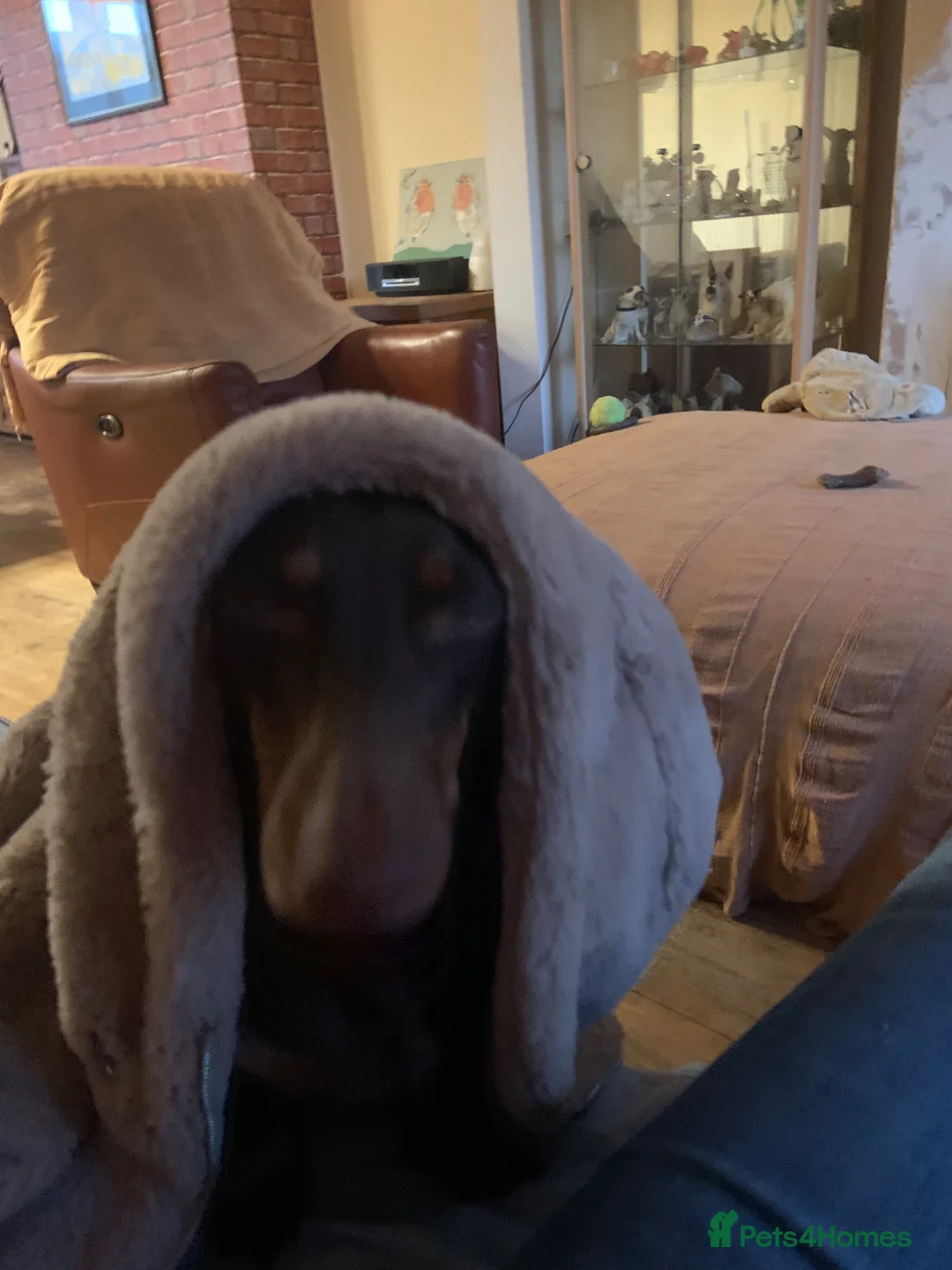 Dachshund dogs for sale: They are miniture Isabella' Dachshunds  - Advert 1