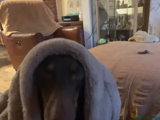 Dachshund dogs They are miniture Isabella' Dachshunds - Advert 1