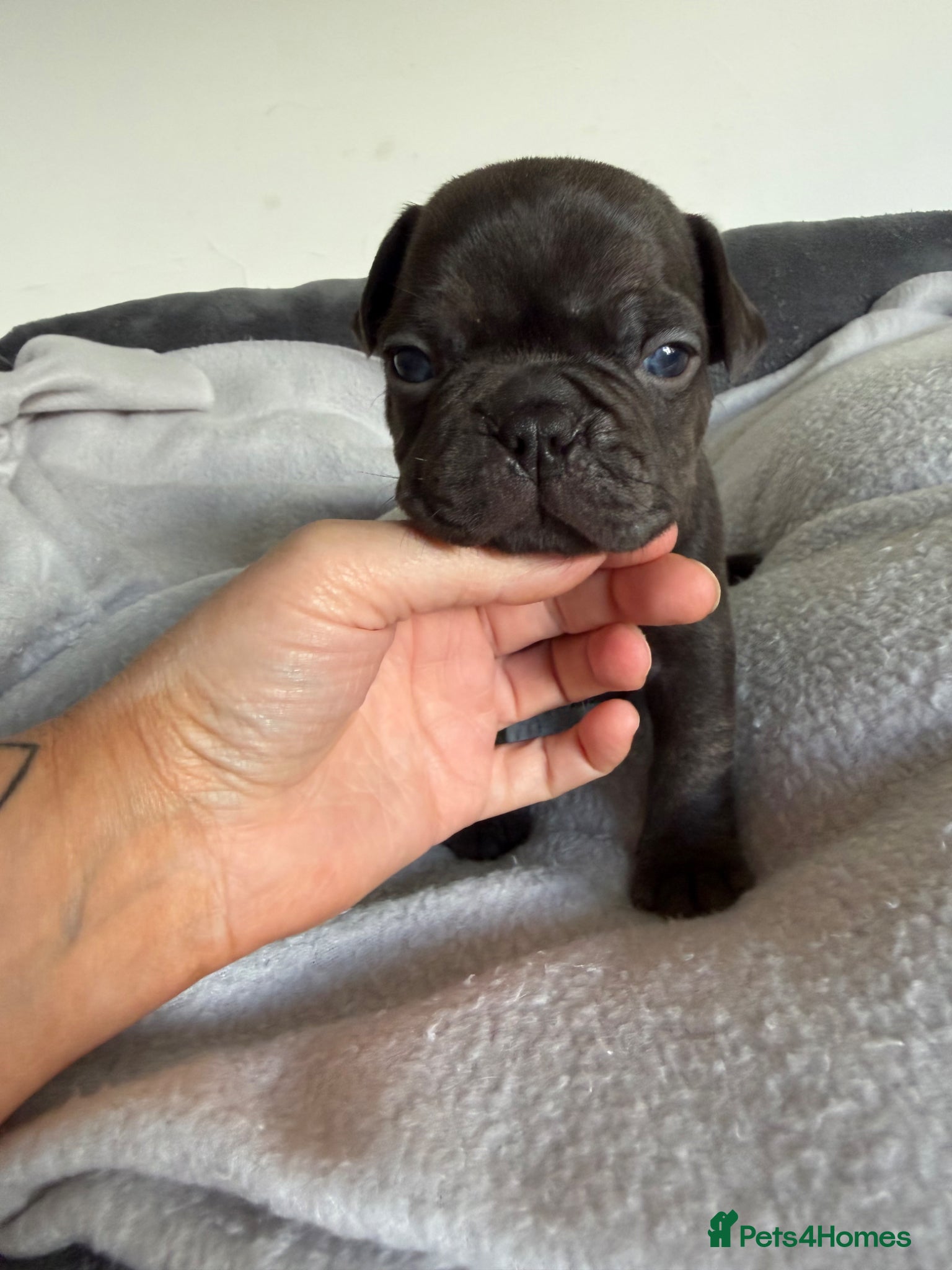 French Bulldog dogs Stunning, colourful litter of 8 French Bulldogs - Advert 5