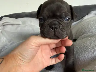 French Bulldog dogs Stunning, colourful litter of 8 French Bulldogs - Advert 5