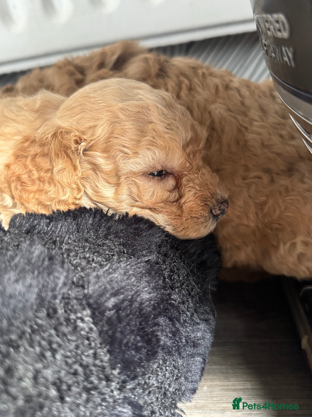 Cockapoo dogs for sale: 2 boys 2 girl Cockapoo puppy’s  - Image 8