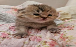 British Shorthair cats for sale: Beautiful British Shorthair - Image 7