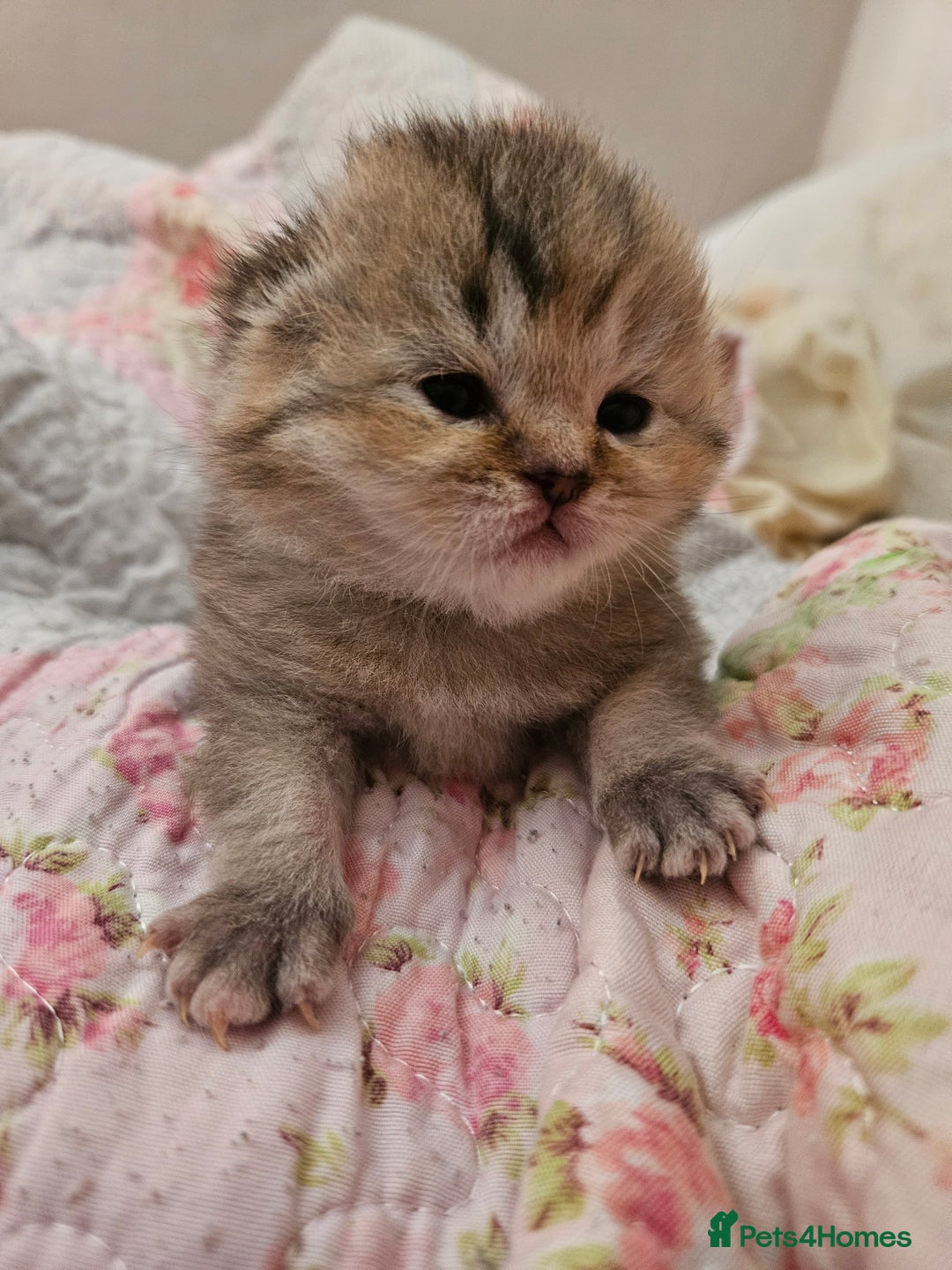 British Shorthair cats for sale: Beautiful British Shorthair - Image 7