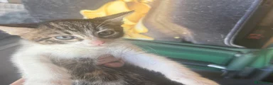 Domestic Shorthair 4
